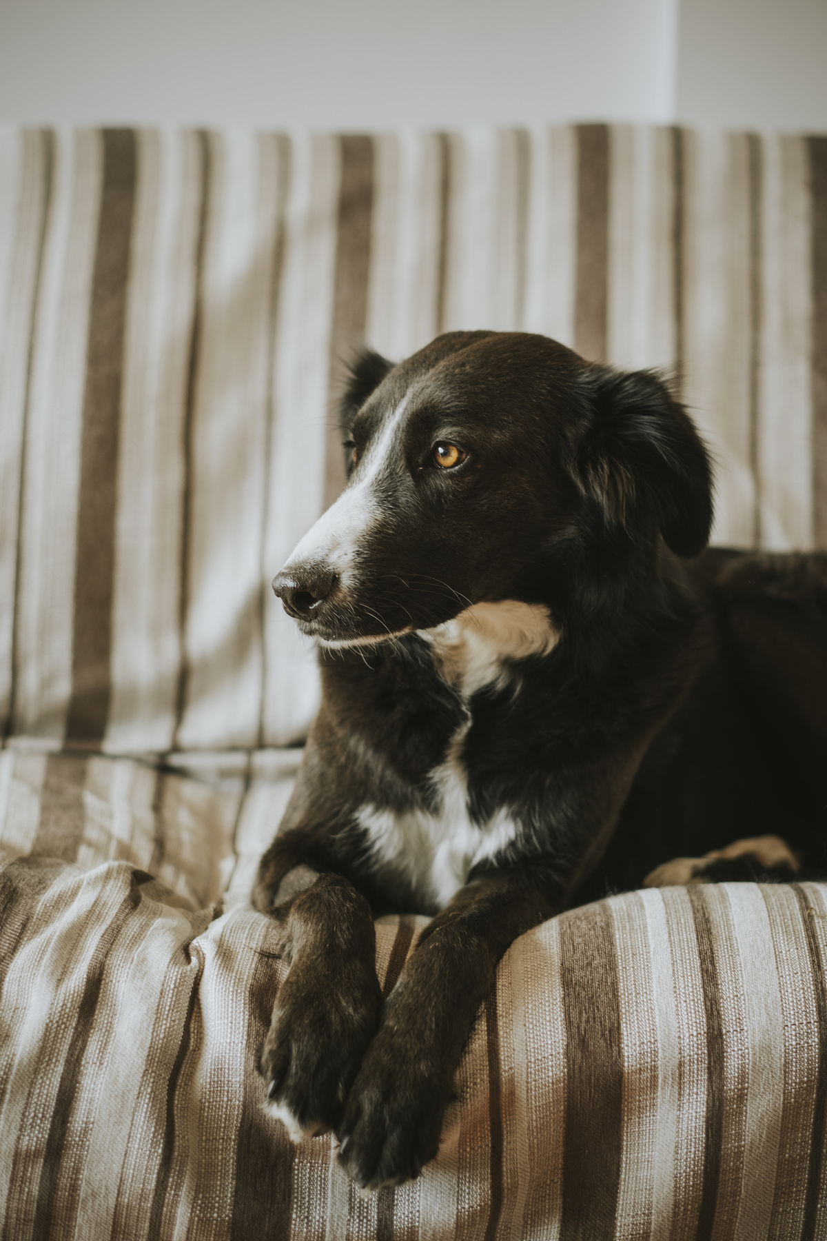 sesion de mascotas la paz , pkl fotografia, fotografia de familias, fotografia de mascotas la paz bolivia 