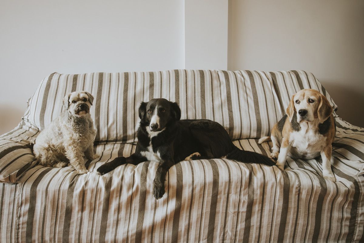 sesion de mascotas la paz , pkl fotografia, fotografia de familias, fotografia de mascotas la paz bolivia 