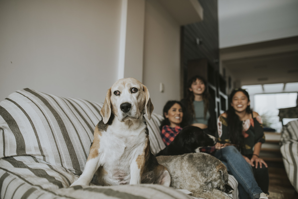 sesion de mascotas la paz , pkl fotografia, fotografia de familias, fotografia de mascotas la paz bolivia 