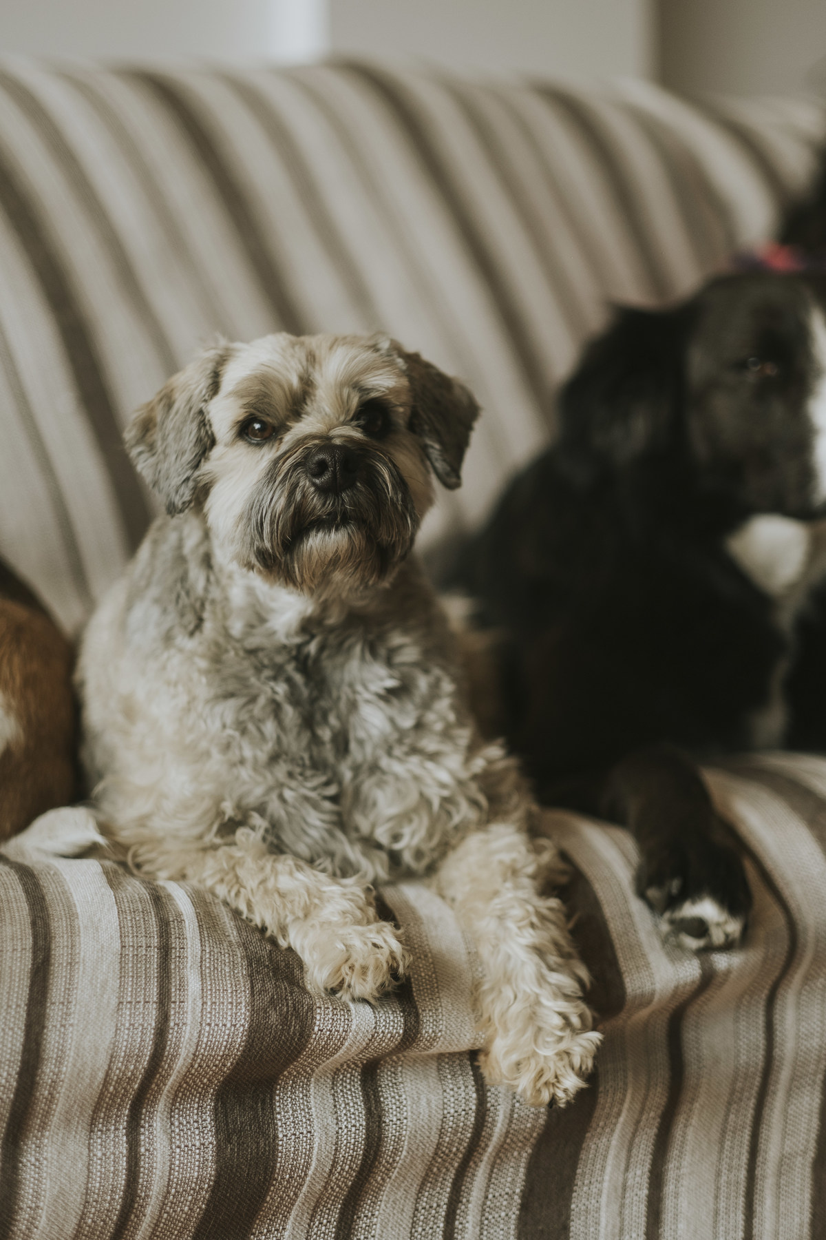 sesion de mascotas la paz , pkl fotografia, fotografia de familias, fotografia de mascotas la paz bolivia 