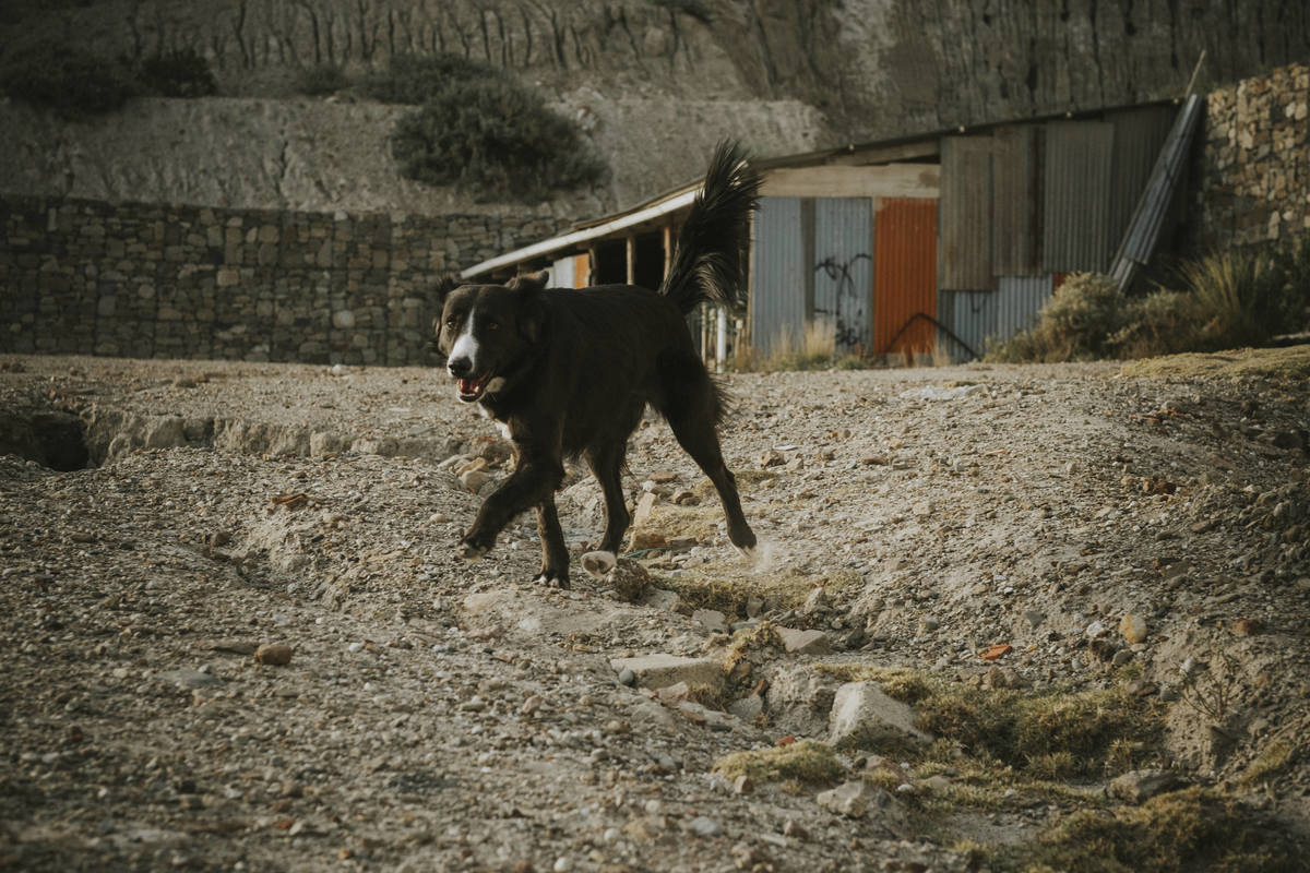 sesion de mascotas la paz , pkl fotografia, fotografia de familias, fotografia de mascotas la paz bolivia 