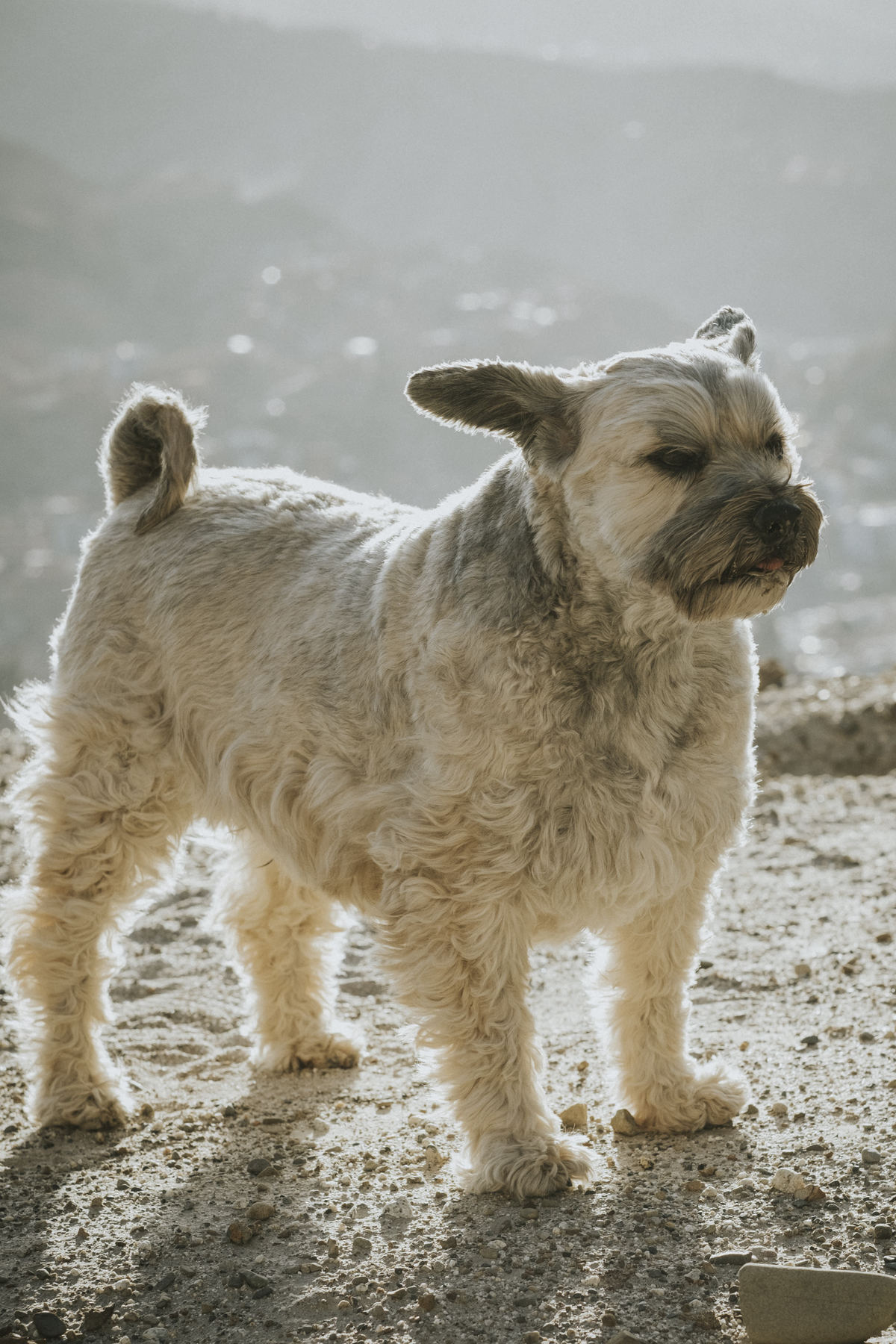 sesion de mascotas la paz , pkl fotografia, fotografia de familias, fotografia de mascotas la paz bolivia 