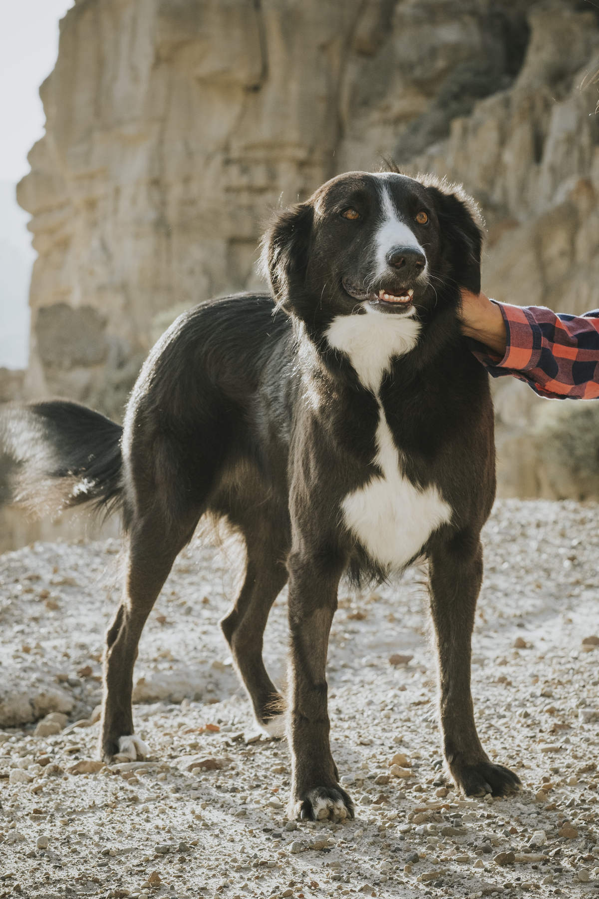 sesion de mascotas la paz , pkl fotografia, fotografia de familias, fotografia de mascotas la paz bolivia 