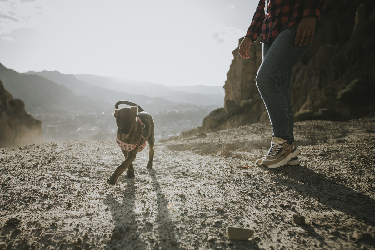 sesion de mascotas la paz , pkl fotografia, fotografia de familias, fotografia de mascotas la paz bolivia 