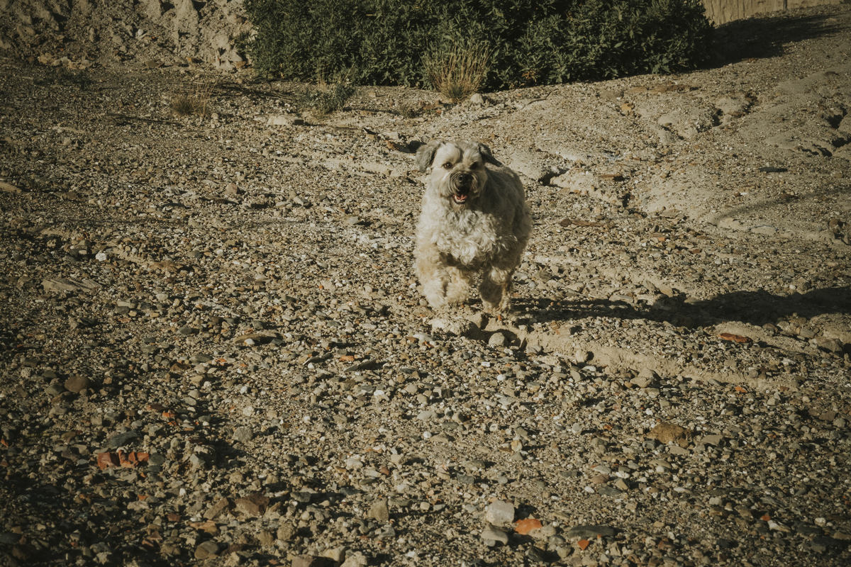 sesion de mascotas la paz , pkl fotografia, fotografia de familias, fotografia de mascotas la paz bolivia 