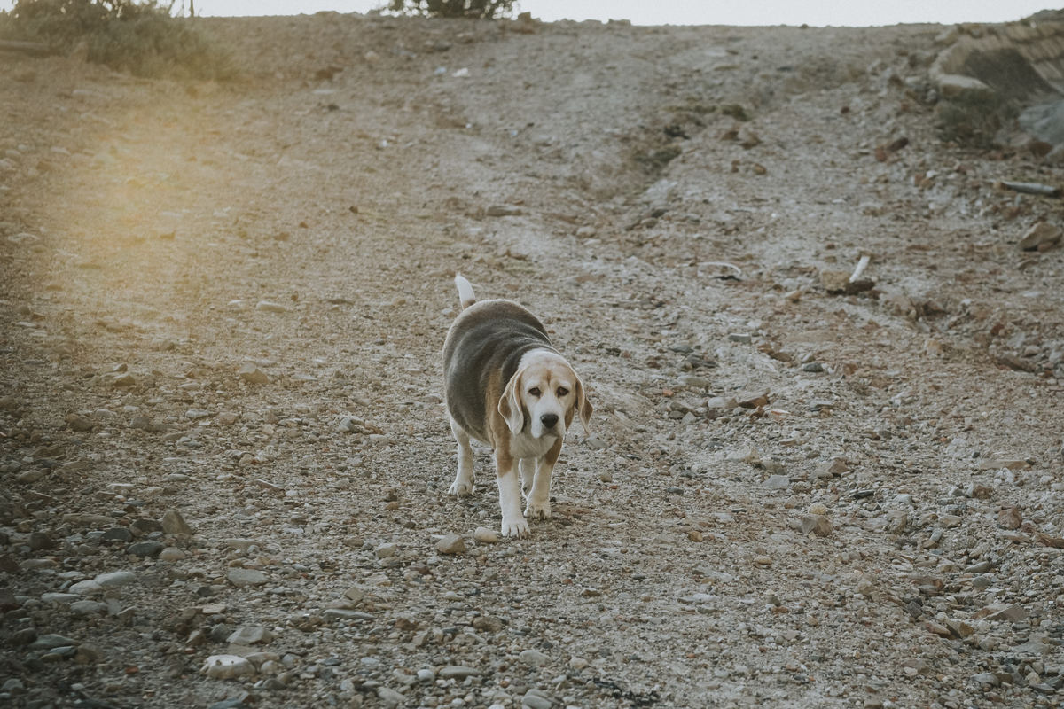 sesion de mascotas la paz , pkl fotografia, fotografia de familias, fotografia de mascotas la paz bolivia 