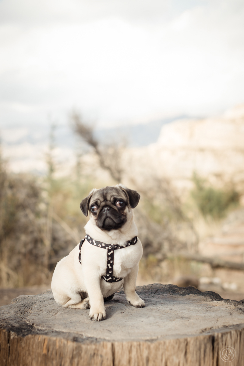 Sesion de fotos familiar La Paz Bolivia, Star Wars, Batman, Mascota, Pug  Niños fotografo de familias la paz Bolivia 