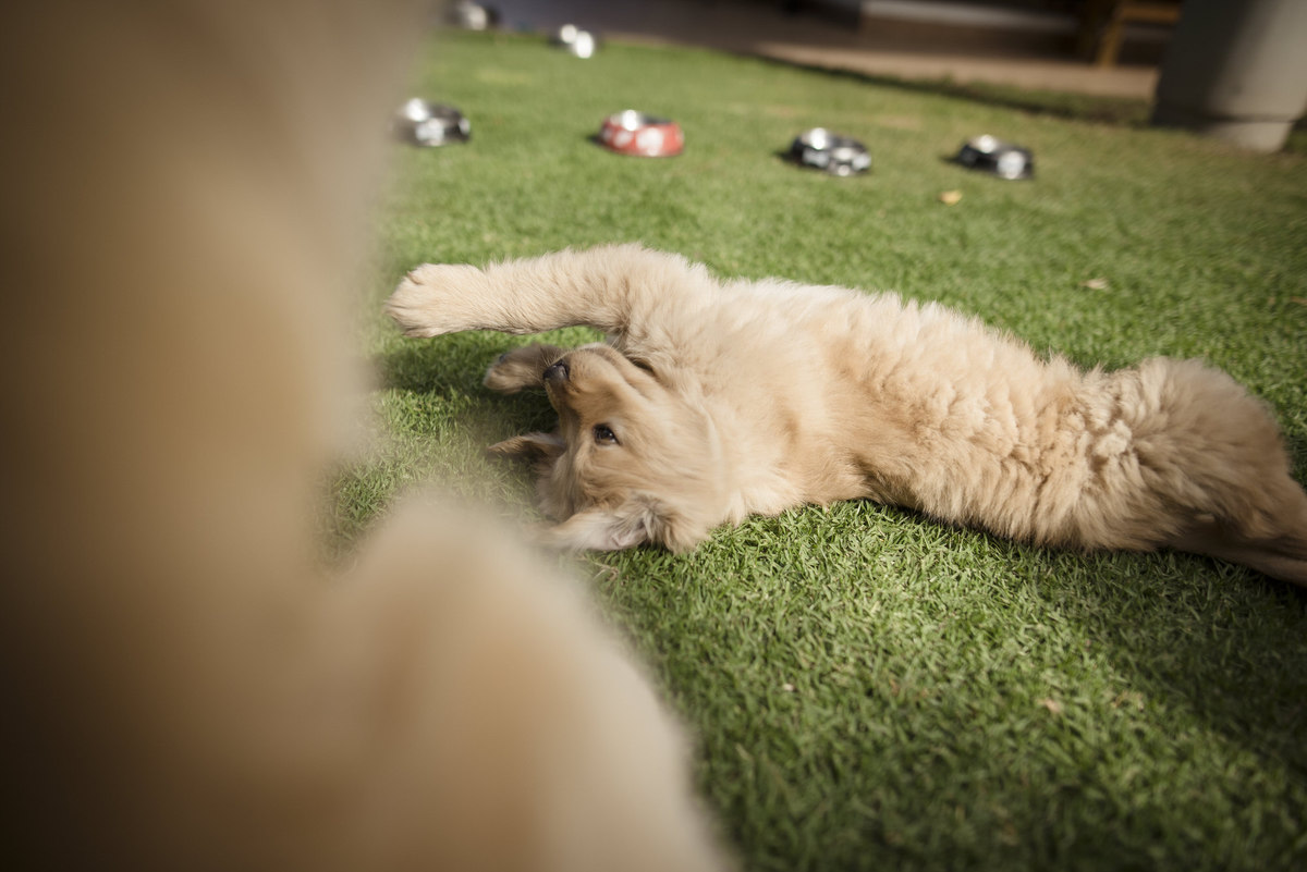 Fotografía de mascotas, fotos de perros, golden retriever bolivia, Pkl Fotografía La Paz Bolivia fotografia de familias 
