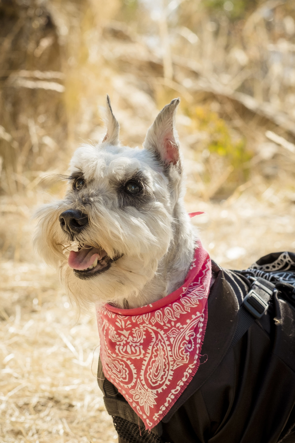fotografía de familia, fotografia de mascotas, fotografo de familia La Paz Bolivia