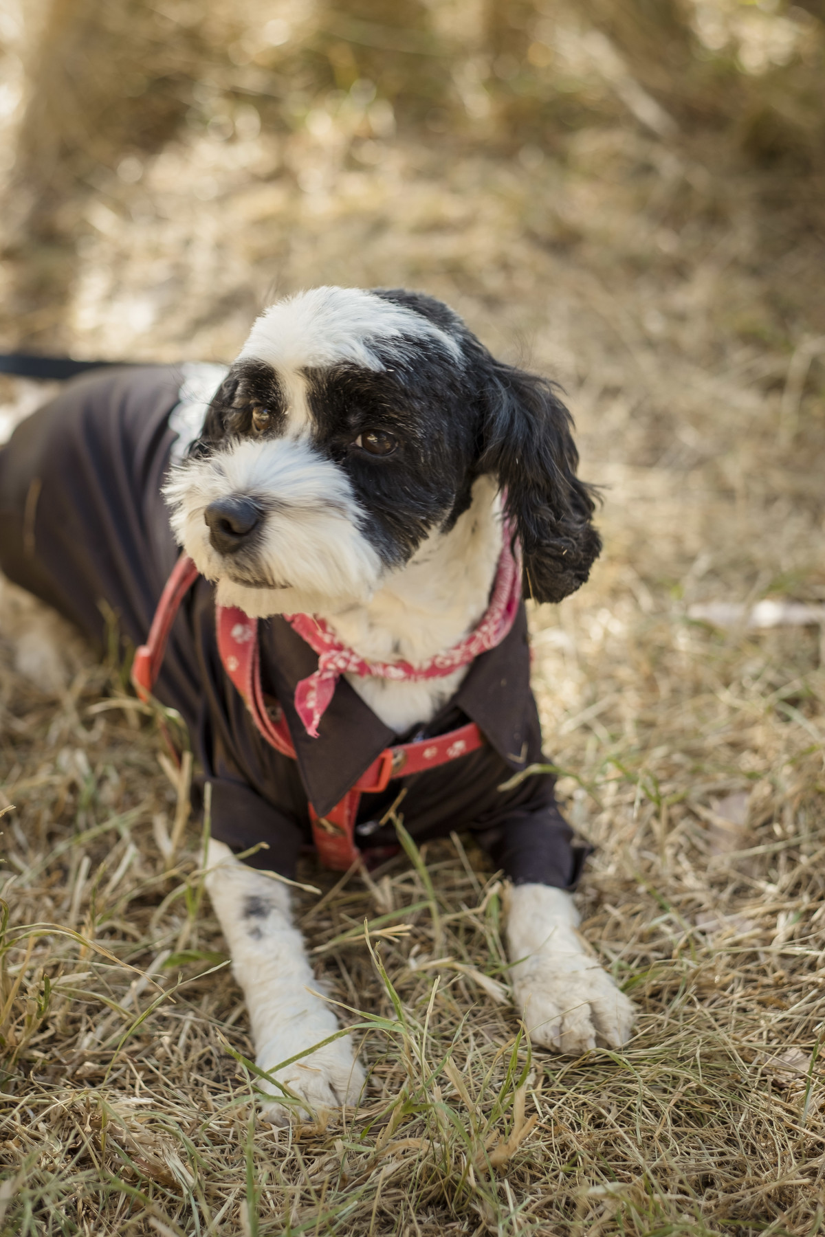 fotografía de familia, fotografia de mascotas, fotografo de familia La Paz Bolivia