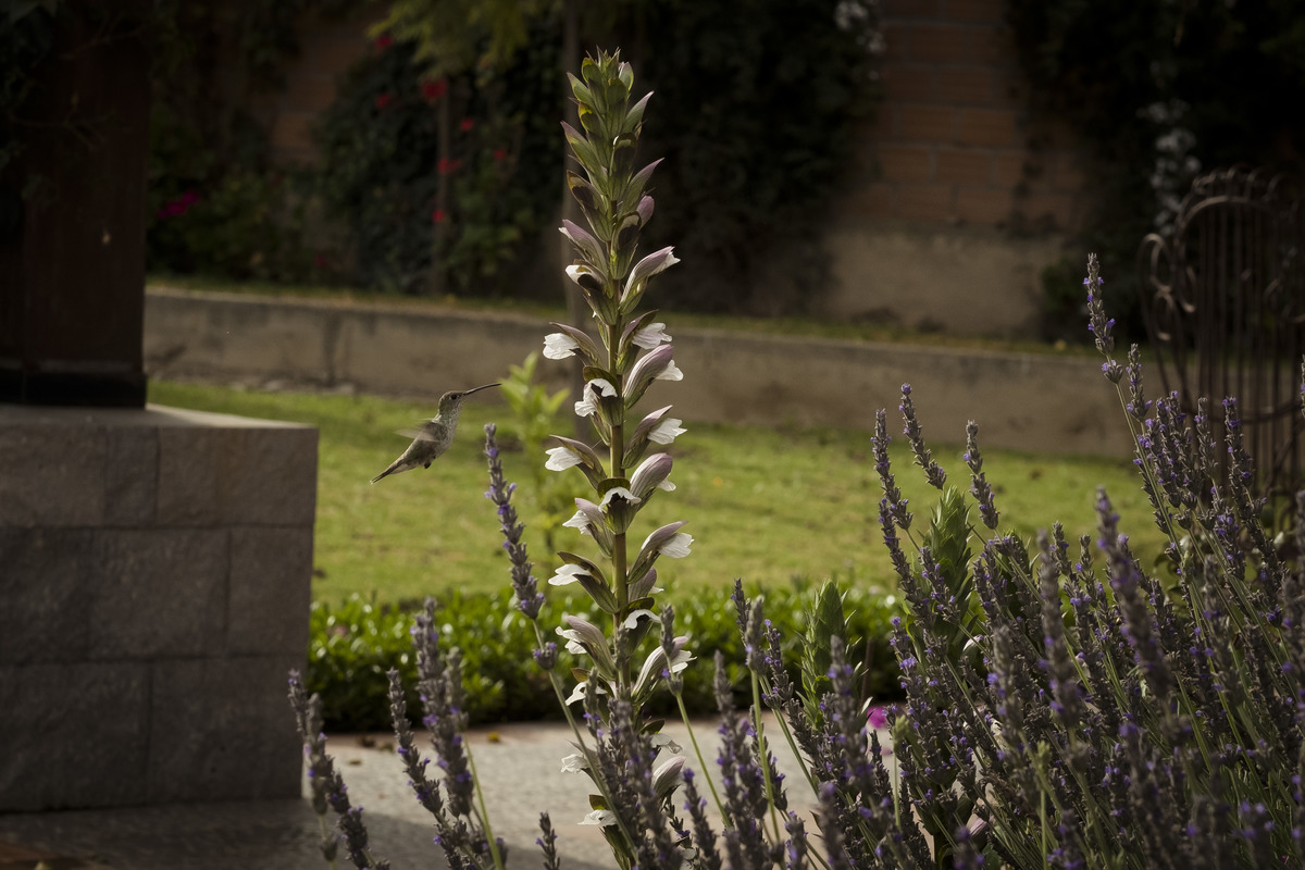 Sesion de maternidad, fotografia de embarazo , fotografo de familia , la paz bolivia