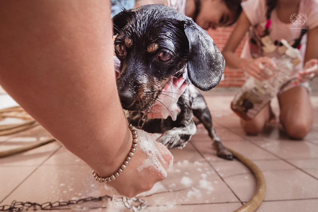 meninas irmãs brinando com a mangueira tomando banho de mangueira e dando banho no cachorro