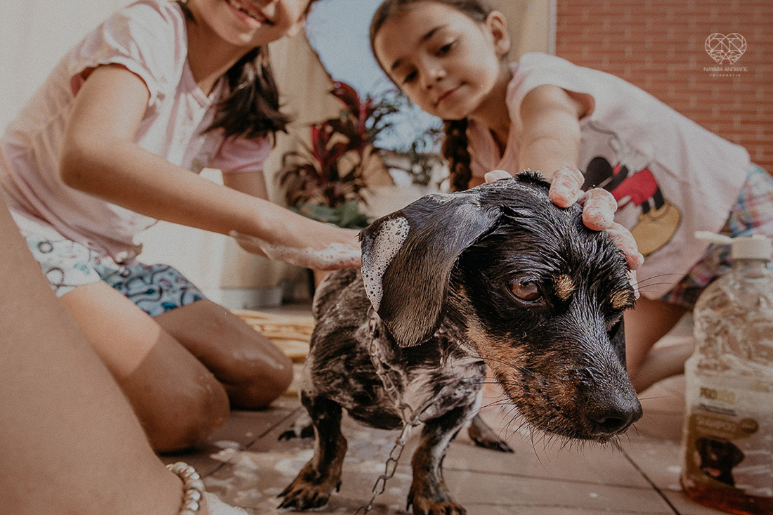 meninas irmãs brinando com a mangueira tomando banho de mangueira e dando banho no cachorro