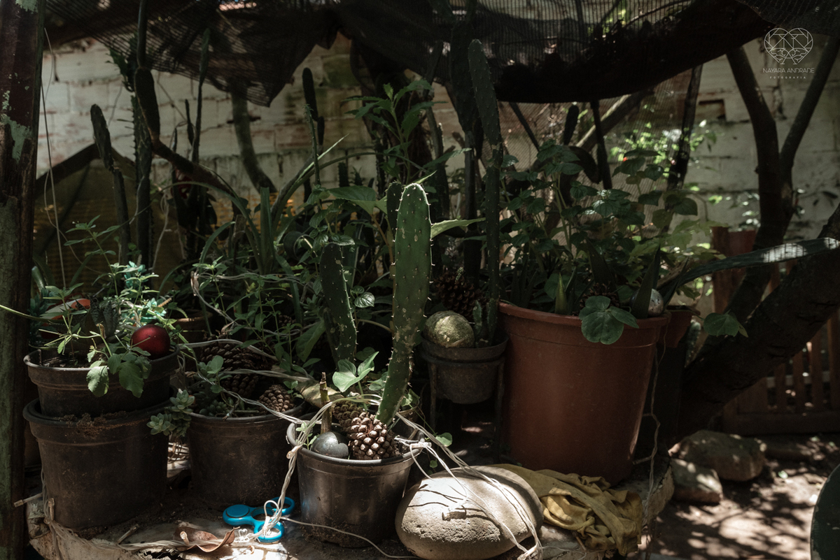 ensaio documental de familia feito com avo netos e geraçao de filhos em casa pela fotografa nayara andrade 