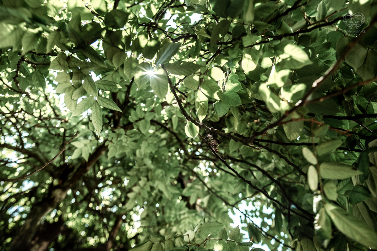ensaio documental de familia feito com avo netos e geraçao de filhos em casa pela fotografa nayara andrade 