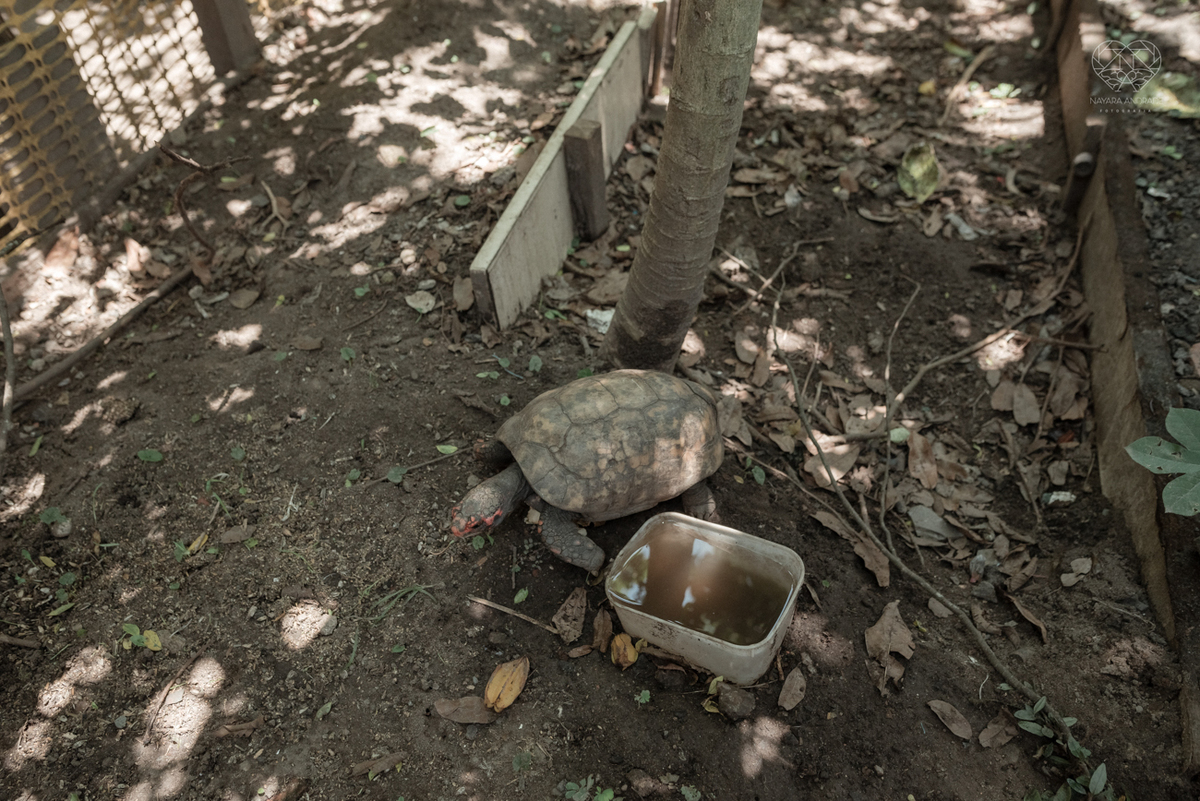 ensaio documental de familia feito com avo netos e geraçao de filhos em casa pela fotografa nayara andrade 