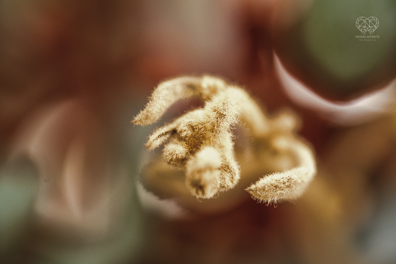 decoração rustica para casamento na praia do guaruja litoral de sao paulo feit pela fotografa premiada Nayara Andrade Fotografia