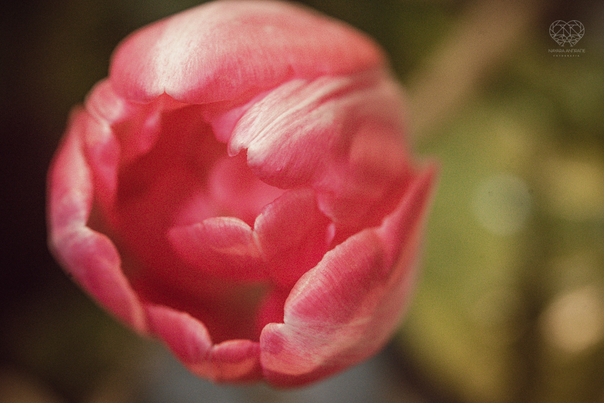 casamento mini wedding realizado na cidade de snatos no restaurante cantina liliana pela fotografa premiada nayra andrade vestido da santos maison decoração por camila da alcrim e cabelo nayara penteados casamento rustico romanttico com fotos inspiradoraw