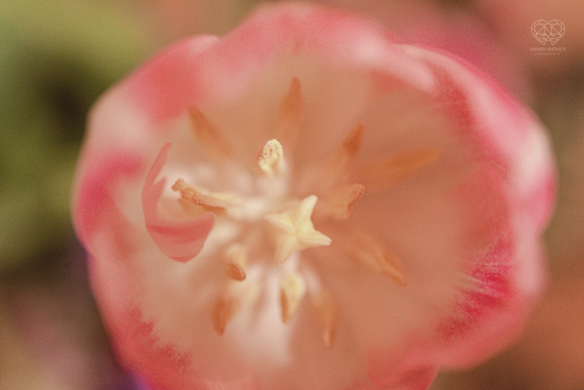 casamento mini wedding realizado na cidade de snatos no restaurante cantina liliana pela fotografa premiada nayra andrade vestido da santos maison decoração por camila da alcrim e cabelo nayara penteados casamento rustico romanttico com fotos inspiradoraw