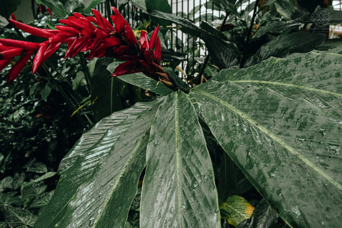 Casamento intimista mini wedding noiva making of se arruma em casa restaurante rustico fotos minimalistas e romanticas feitas com arte pela fotografa premiada nayara andrade de santos sao paulo. Fotografia de retrato da noiva 