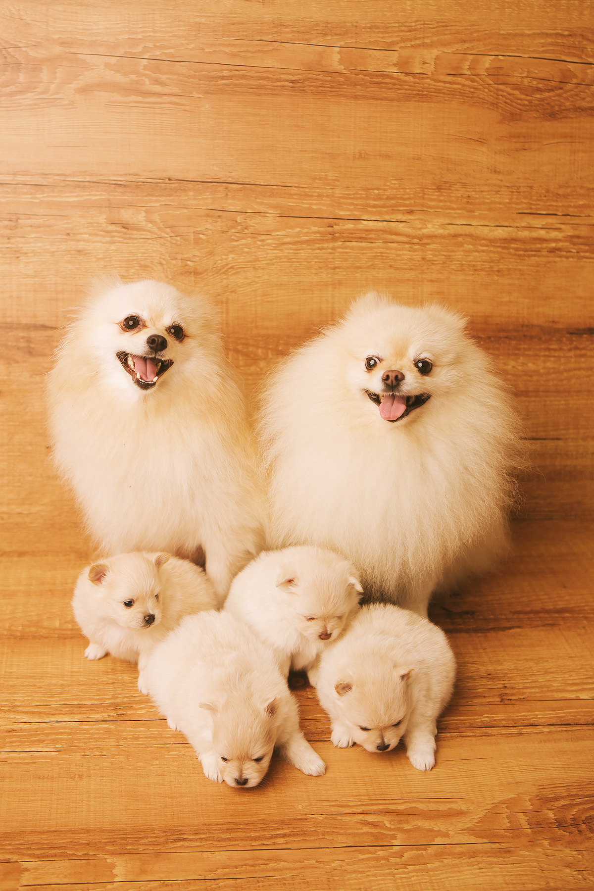 fotos de pet, fotos de cachorro, foto de familia