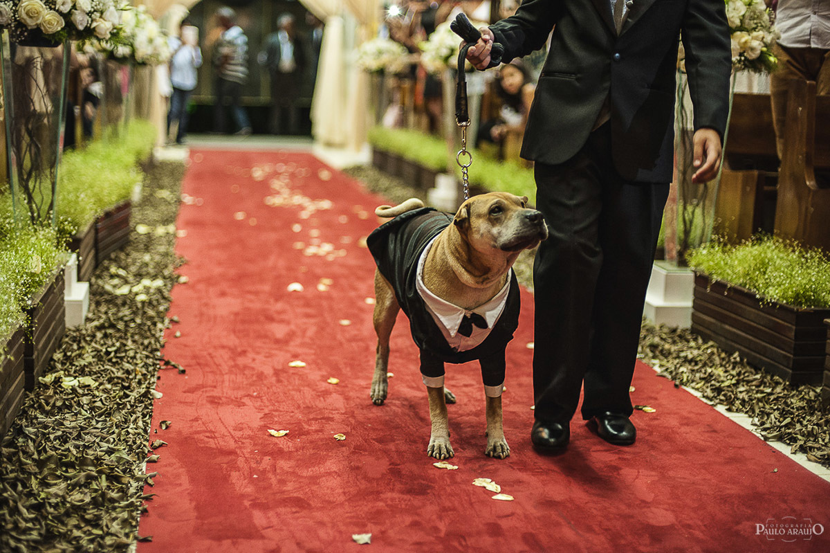 Entrada do cachorro na Cerimônia de casamento, o cachorro de terno e gravata, blazer.