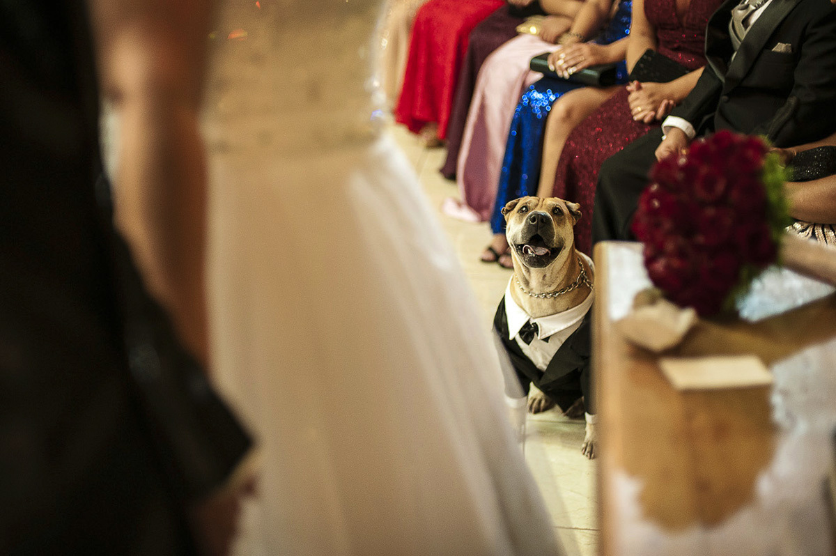 o cachorro de blazer, camisa branca e gravata assistindo o casamento do casal;