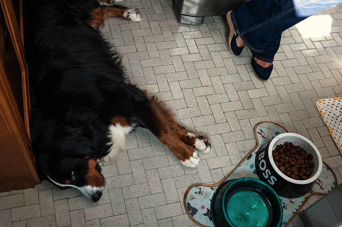Cachorro deitado na cozinha enquanto seus dono fazem o café da manhã.