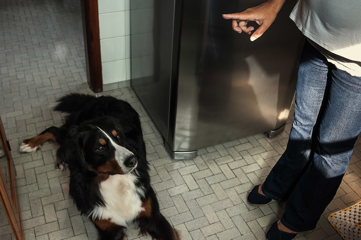 Chamando a atenção do cachorro para não bagunçar. fotografia de família.