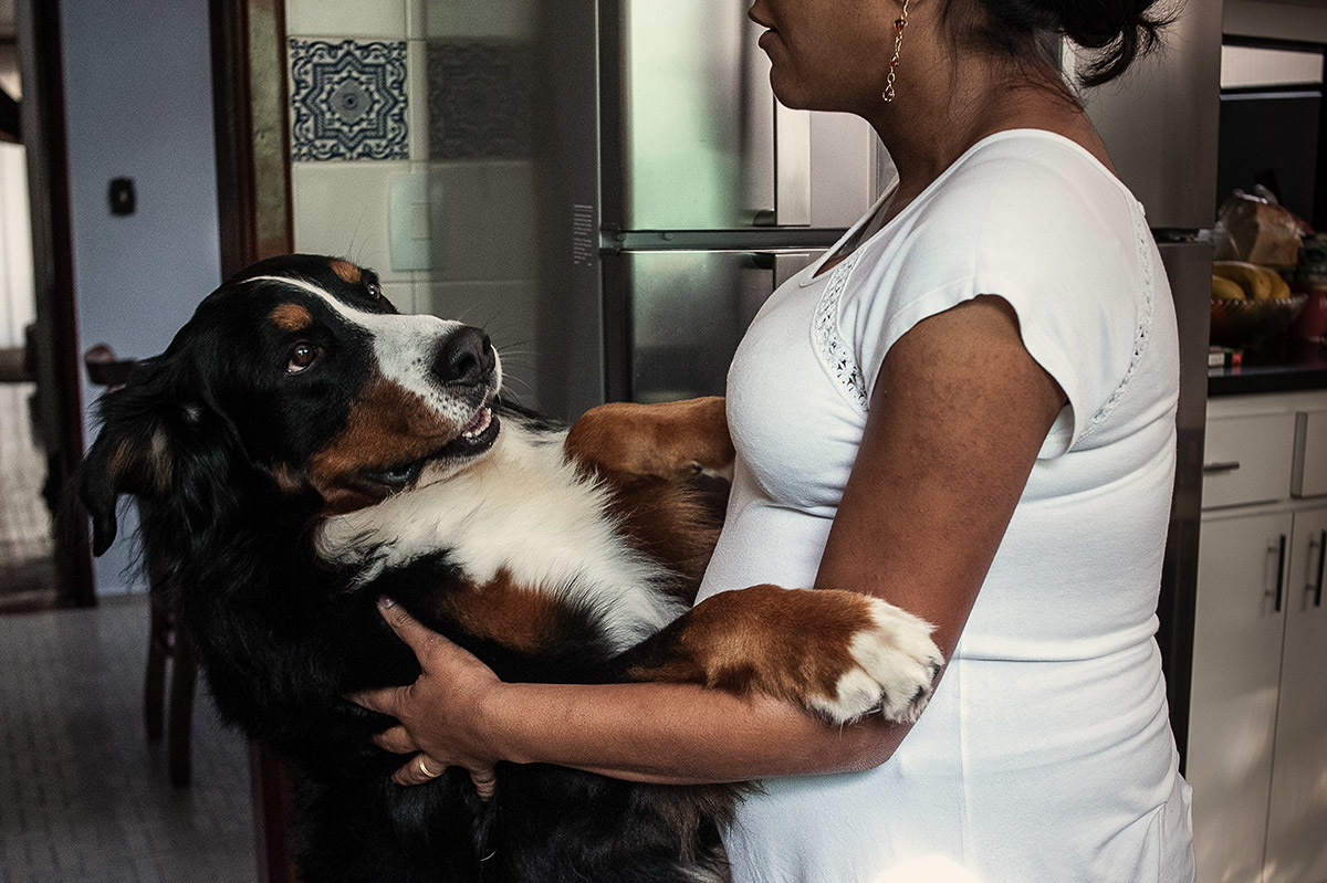 cachorro abraçando seu dono, cachorro brincalhão, fotografia de gestante e família.