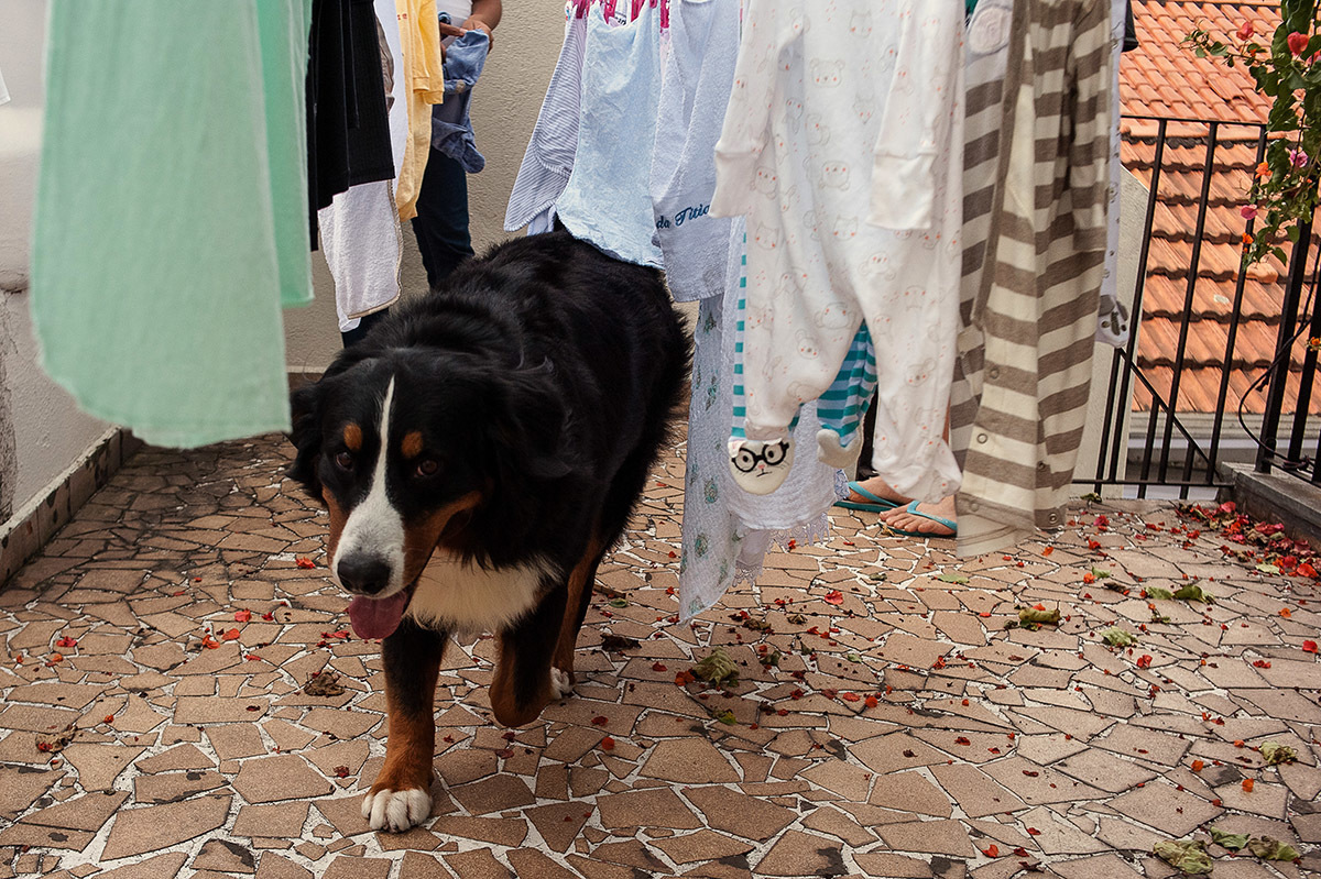 Foto do cachorro no ensaio de fotografia de gestante e família