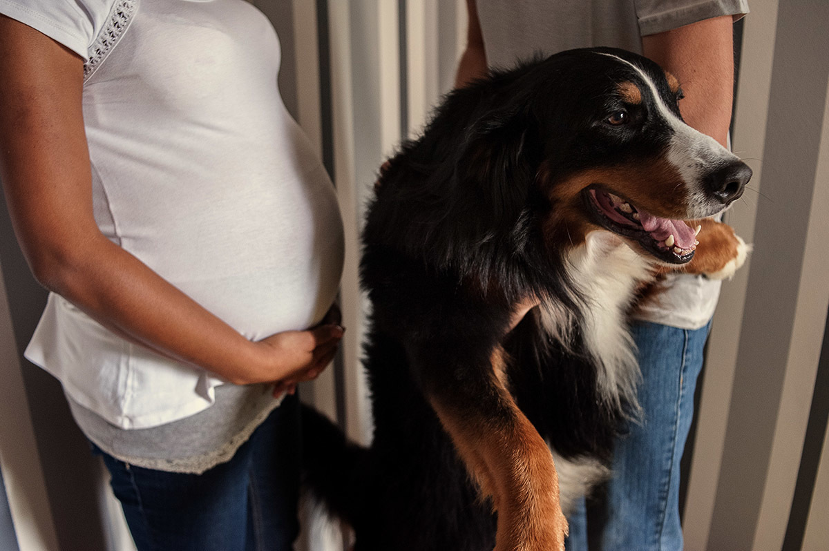 Ensaio fotográfico de gestante, enquanto isso o cachorro da família participa das fotos