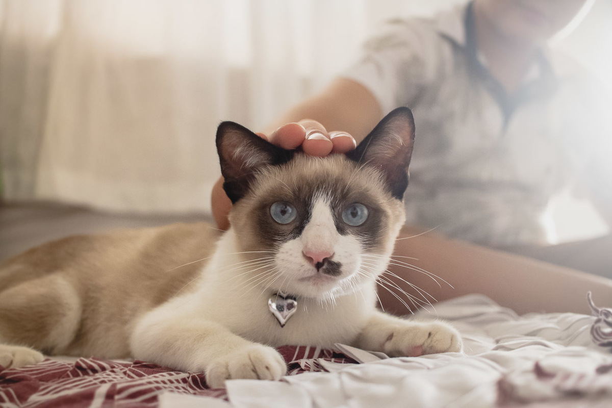 alan smyth, alan smyth fotografo em sao mateus es, ensaio de familia, ensaio de gato, ensaio em casa, ensaio pet, esaio de familia sao mateus, fotografia afetiva, fotografo afetivo, fotografo em sao mateus, fotografo es, fotos de familia, mae e filho