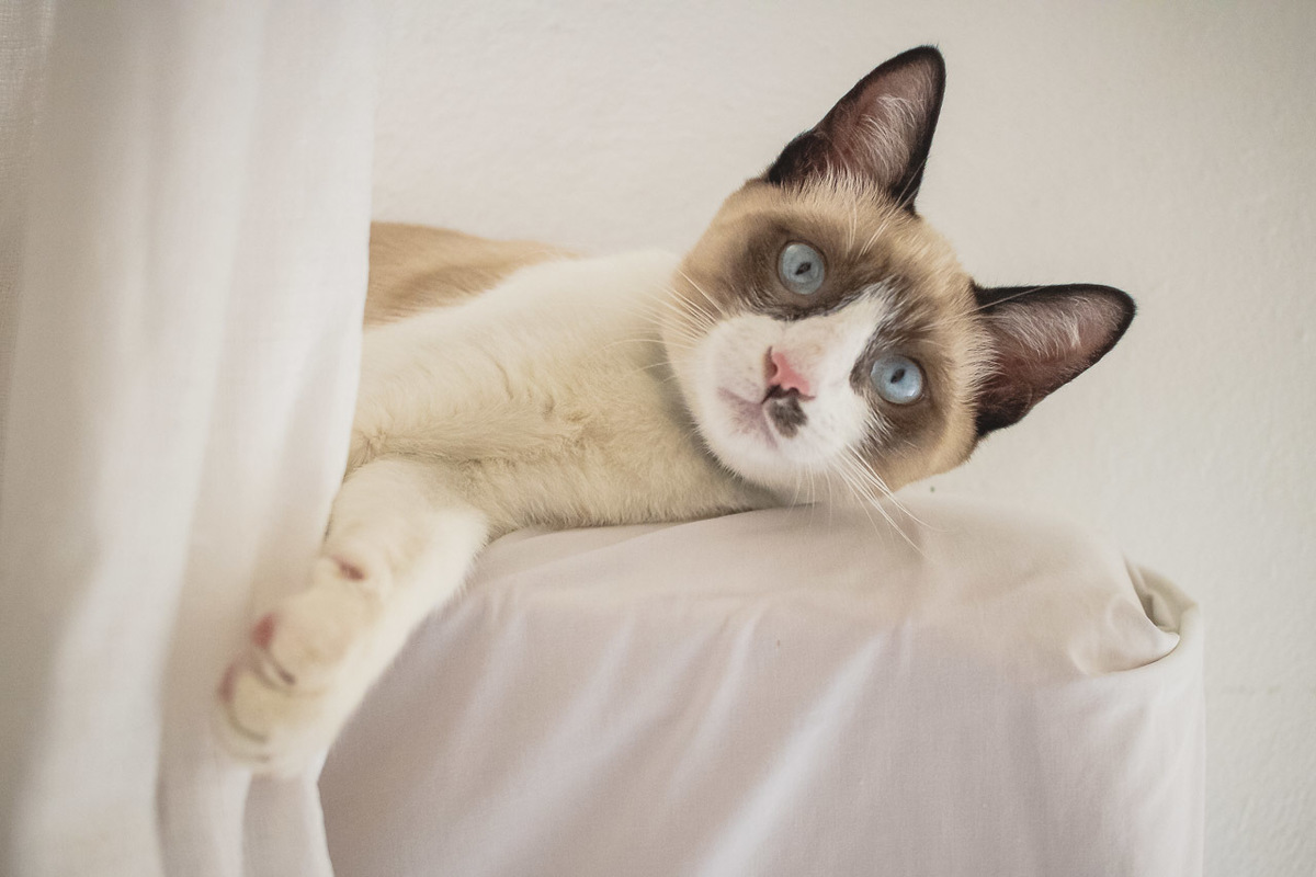 alan smyth, alan smyth fotografo em sao mateus es, ensaio de familia, ensaio de gato, ensaio em casa, ensaio pet, esaio de familia sao mateus, fotografia afetiva, fotografo afetivo, fotografo em sao mateus, fotografo es, fotos de familia, mae e filho