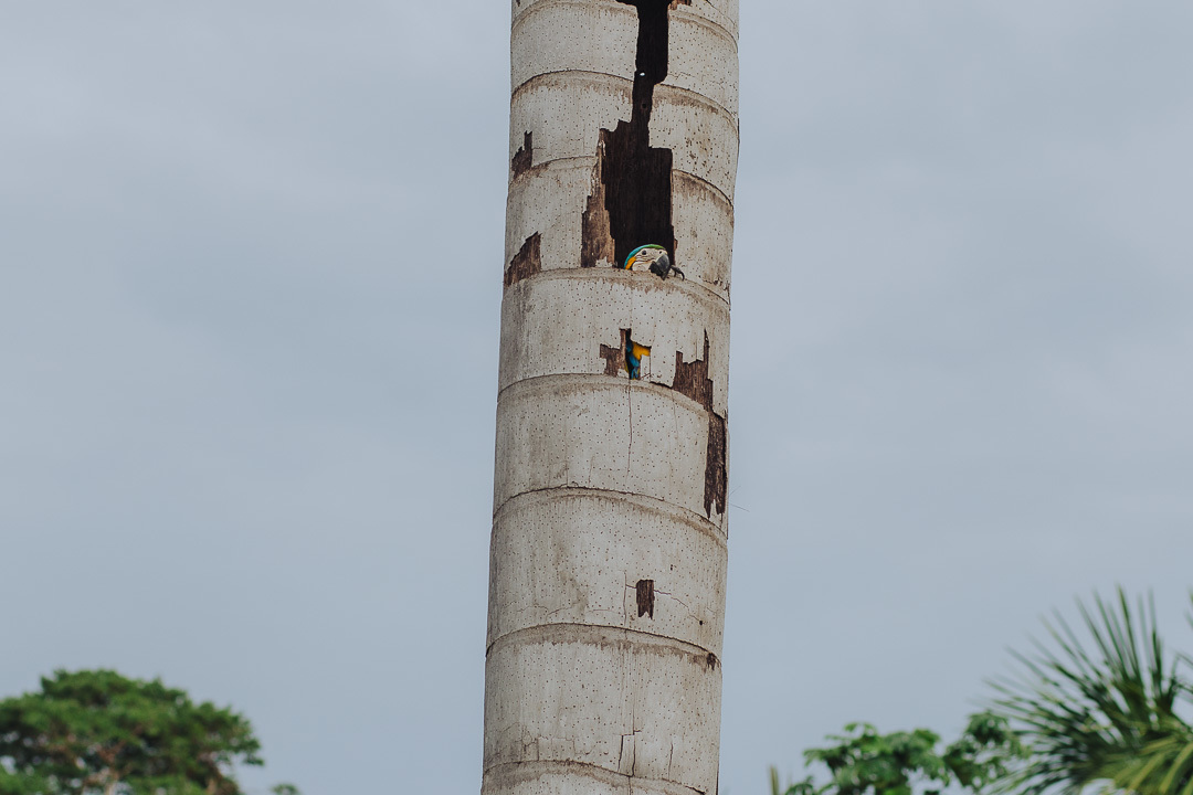 Decoração de casamento em alta floresta mt