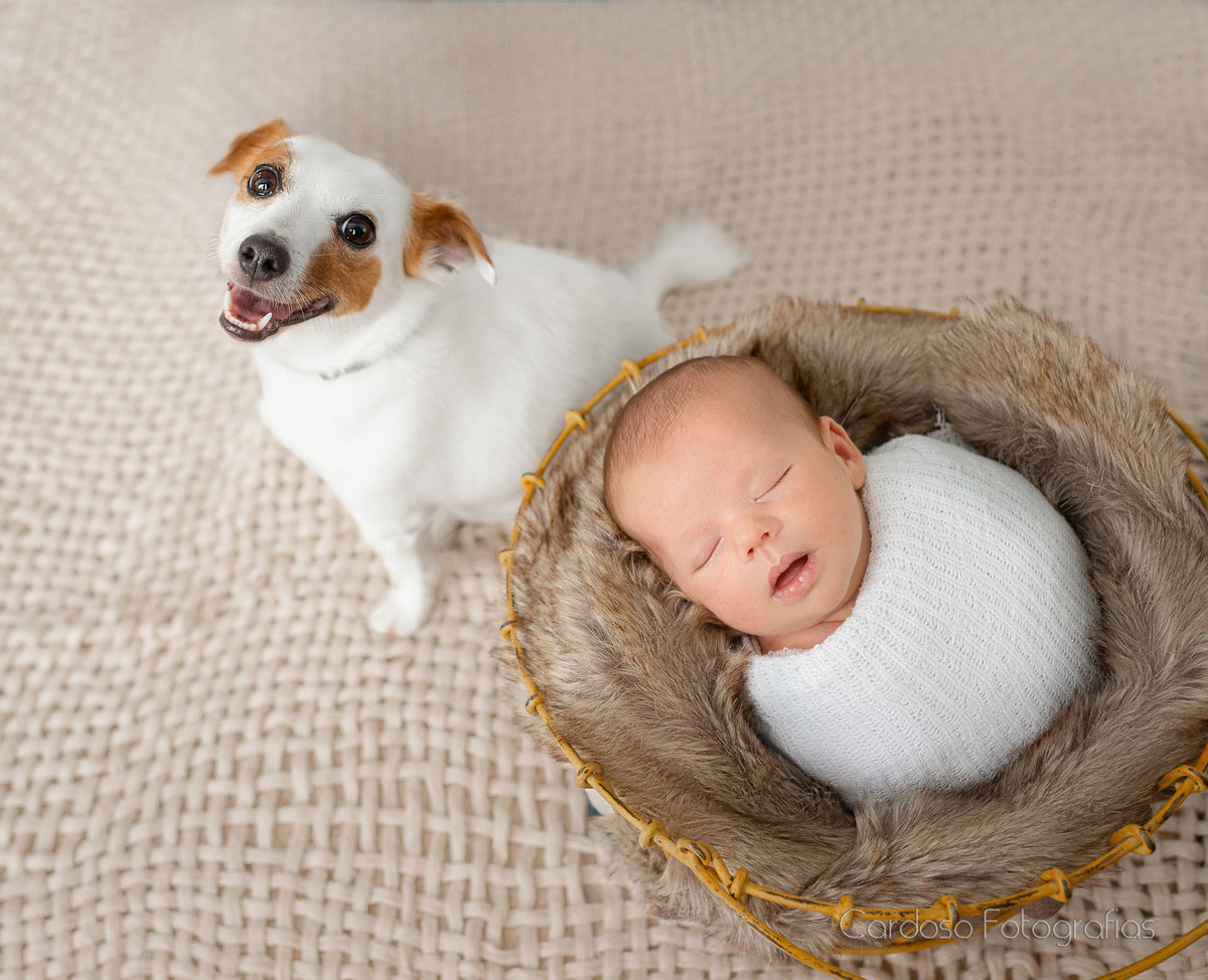 ensaio newborn com pet faz sucesso em Blumenau e Indaial