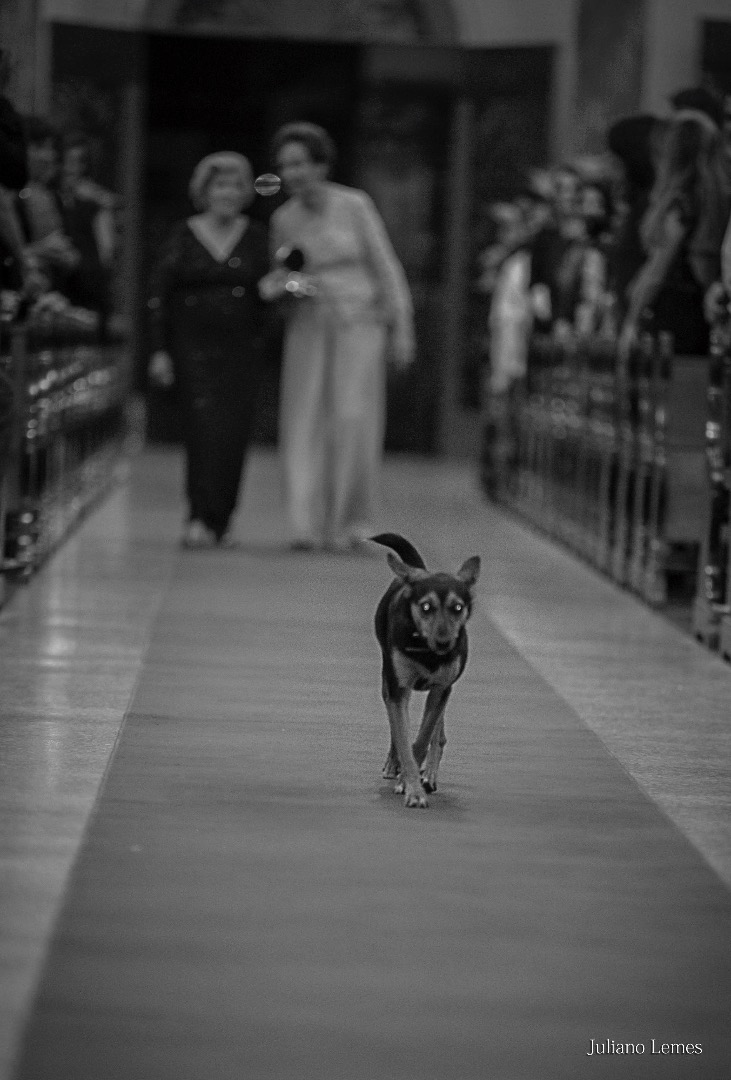 fotografo em varginha, wedding, casamento, casamento na cidade de campos gerais, casorio, juliano lemes fotografo, fotografo de casamento, married, noivas, lapela, noivos, noivo, noiva, vai casar, fotografo de varginha, fotografo em minas gerais, flores, 