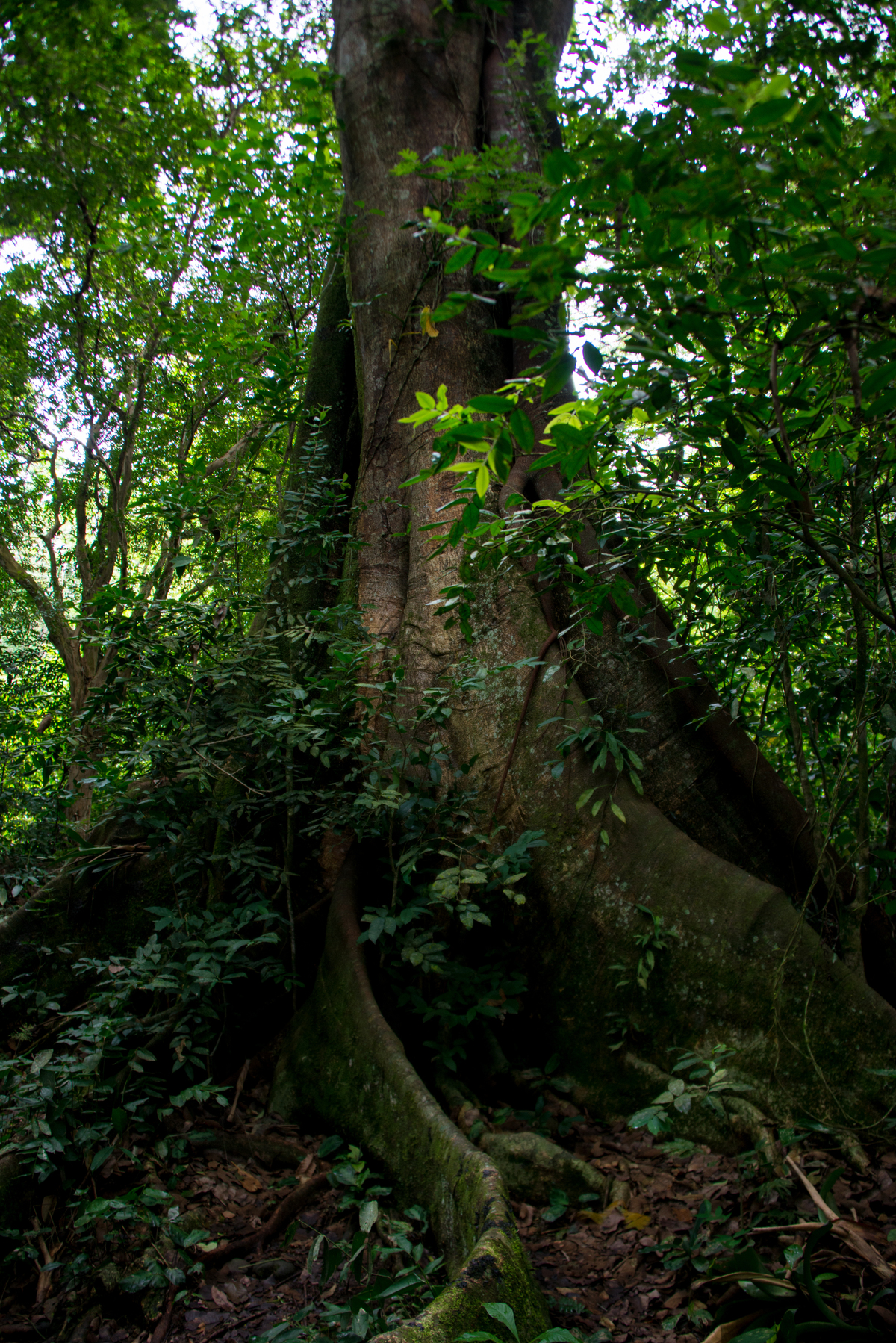 UM TOQUE NO SEU OLHAR ARIANE SCHMITZ TATIANA VIEIRA