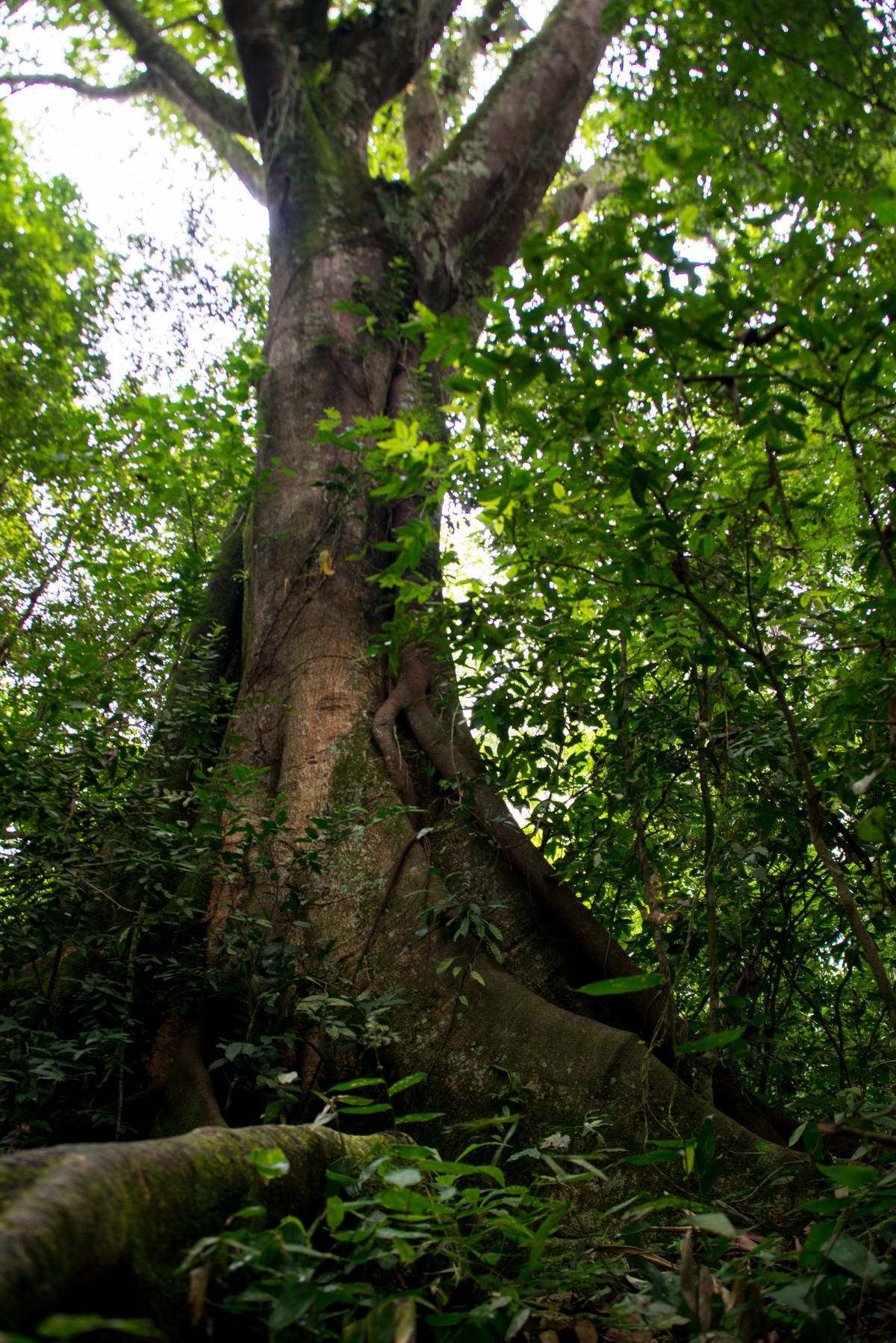 UM TOQUE NO SEU OLHAR ARIANE SCHMITZ TATIANA VIEIRA
