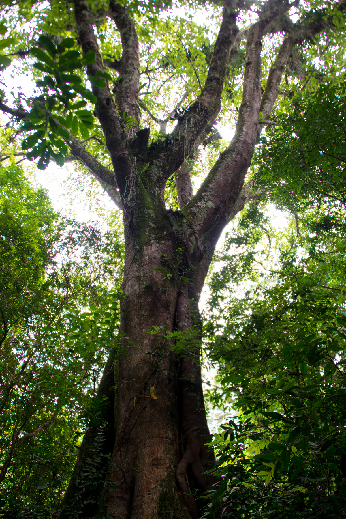 UM TOQUE NO SEU OLHAR ARIANE SCHMITZ TATIANA VIEIRA