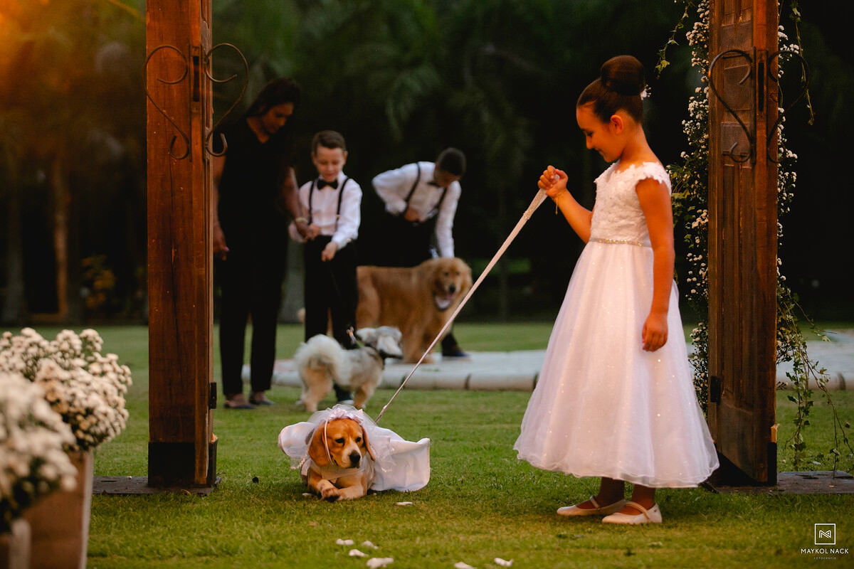 cachorros novinhos pagem