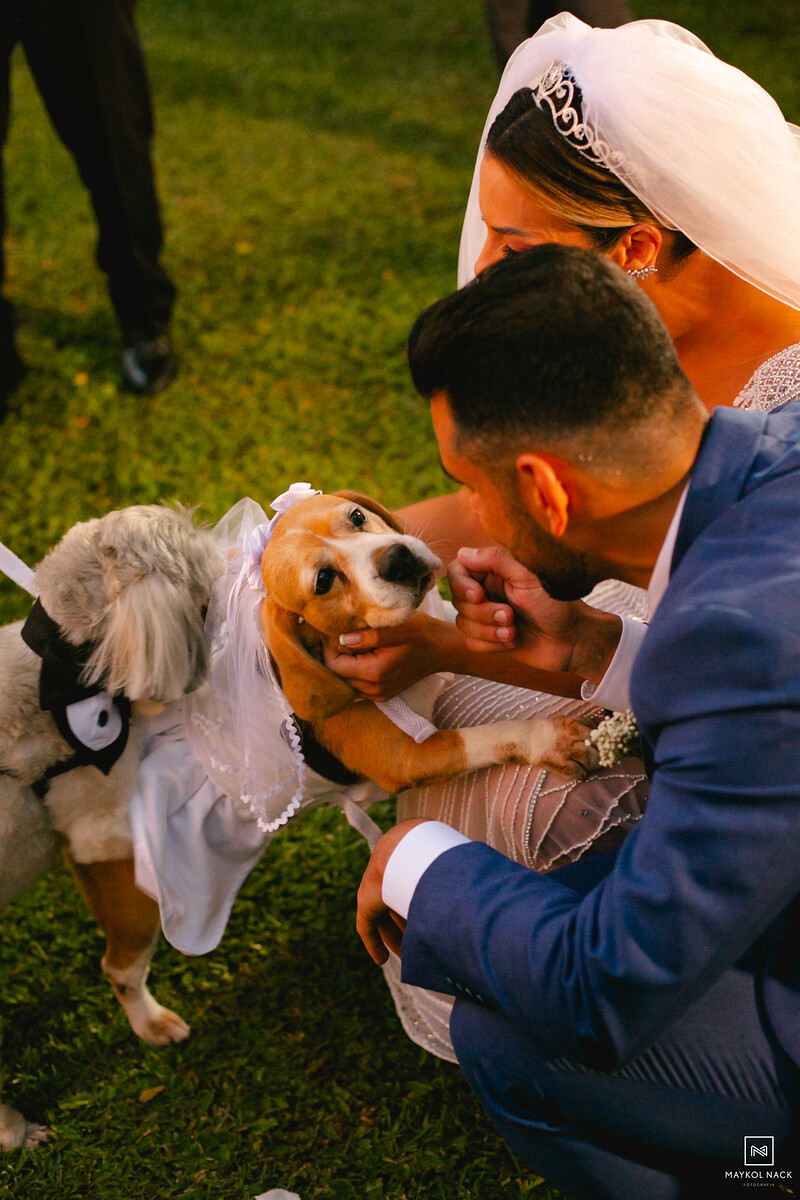 cachorros novinhos pagem