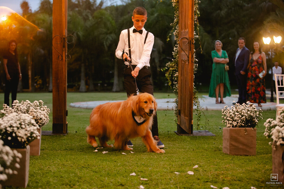 cachorros novinhos pagem