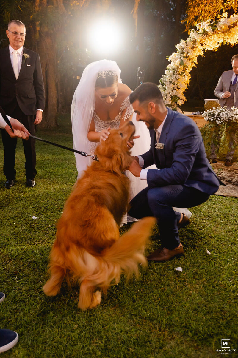 cachorros novinhos pagem