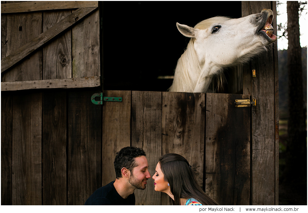 cavalo branco na foto