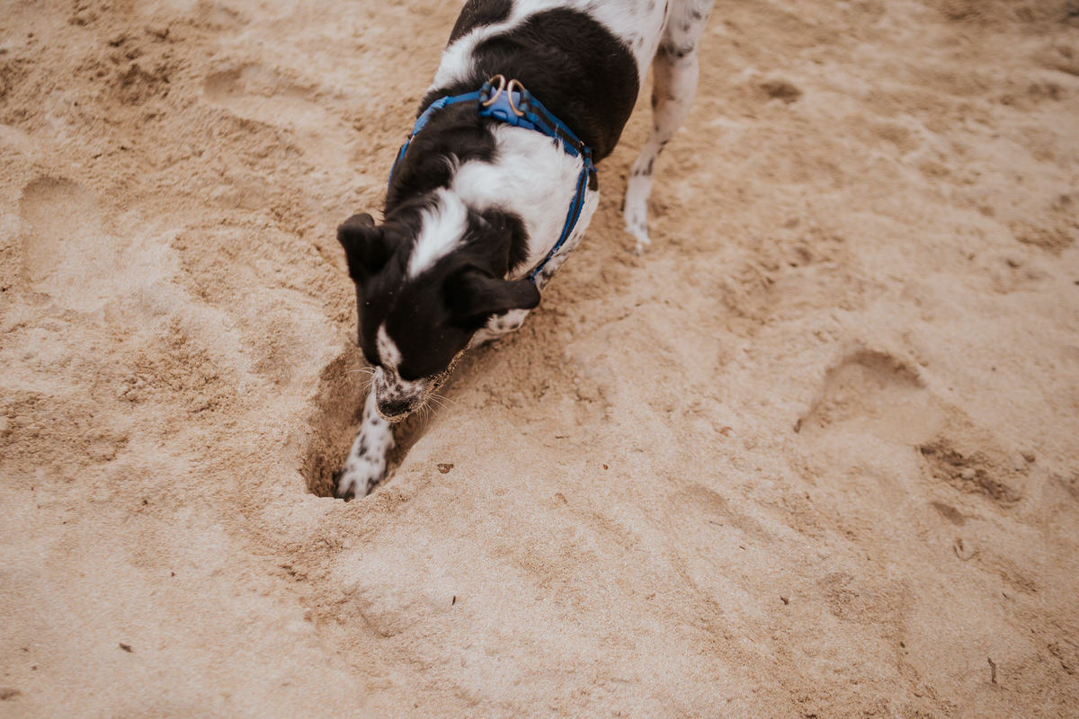 pré-wedding, wedding, ensaio fotográfico, ensaio de foto, ensaio de casal, ensaio fotográfico casal, foto de casal, ensaio externo, ensaio fotográfico na praia, ensaio de família, ensaio de família na praia, fotos de pets