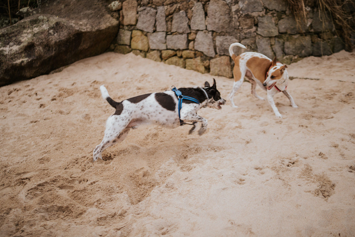 pré-wedding, wedding, ensaio fotográfico, ensaio de foto, ensaio de casal, ensaio fotográfico casal, foto de casal, ensaio externo, ensaio fotográfico na praia, ensaio de família, ensaio de família na praia, fotos de pets