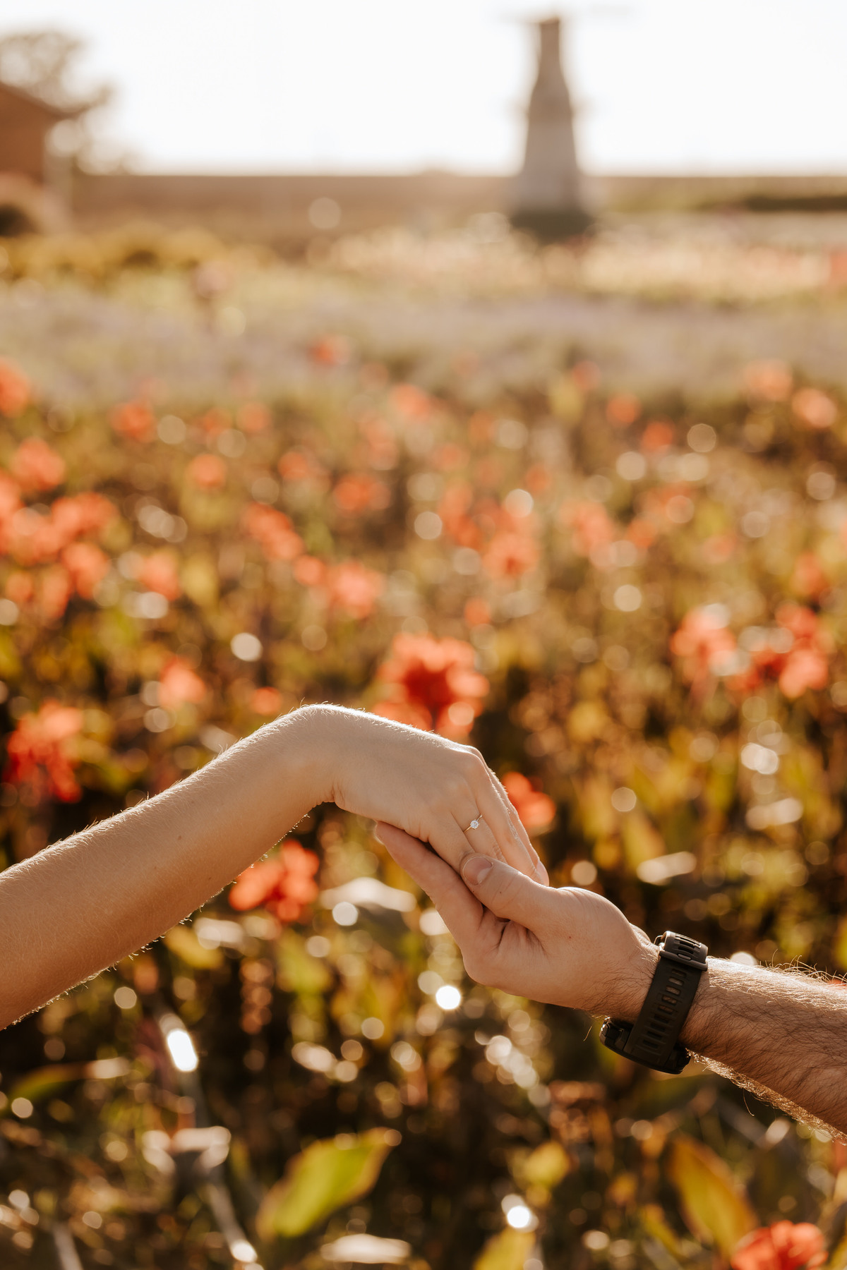 wedding, prewedding, pre-wedding, casamento, ensaio de casal, ensaio fotográfico de casal, ensaio fotográfico de noivos, noivos, noiva, anel de noivado, fotos de casal, ensaio fotográfico em holambra, fotos em holambra