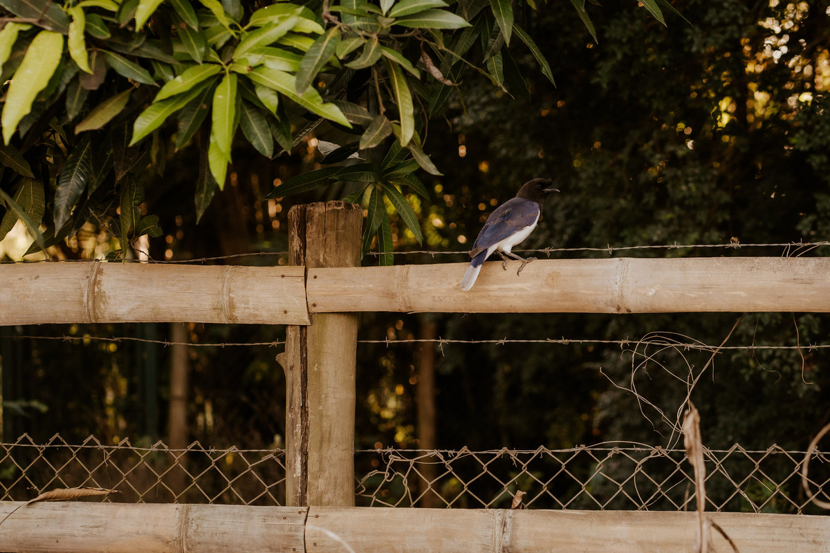 wedding, prewedding, pre-wedding, casamento, ensaio de casal, ensaio fotográfico de casal, ensaio fotográfico de noivos, noivos, noiva, anel de noivado, fotos de casal, ensaio fotográfico em holambra, fotos em holambra