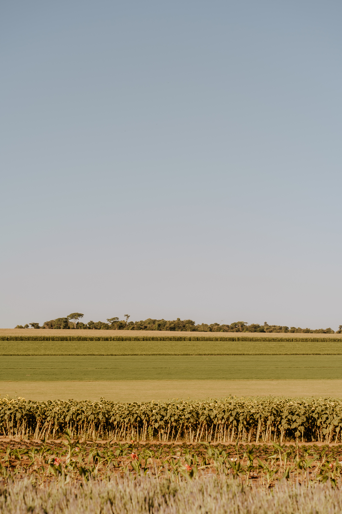 wedding, prewedding, pre-wedding, casamento, ensaio de casal, ensaio fotográfico de casal, ensaio fotográfico de noivos, noivos, noiva, anel de noivado, fotos de casal, ensaio fotográfico em holambra, fotos em holambra